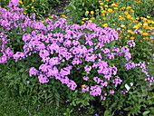 Phlox paniculata, pink