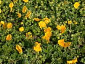 Potentilla neumanniana