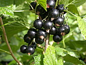 Ribes nigrum 'Titania'(s)