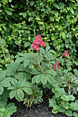 Rodgersia pinnata