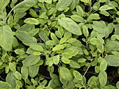 Salvia officinalis 'Icterina'.