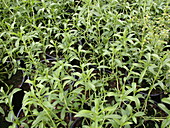 Satureja hortensis