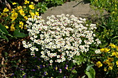 Saxifraga x arendsii, white