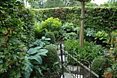 Shade garden with hosta