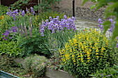 Perennial bed with iris, lupine and golden knotweed