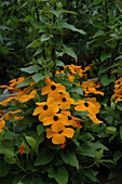 Thunbergia alata, golden yellow