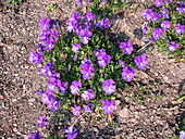 Viola cornuta, blau