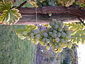 Vitis vinifera 'Glenora'