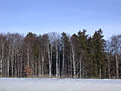 Forest edge in winter