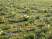 Meadow with spring flowering plants