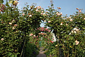 rose arches