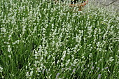 Lavandula angustifolia Lavandula angustifolia 'Alba'