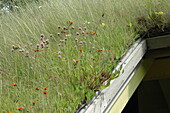 Green roof