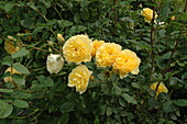 Beet rose, yellow
