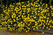Helianthemum cultorum, yellow