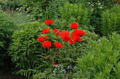 Papaver orientale, rot