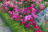 Phlox and bedding roses