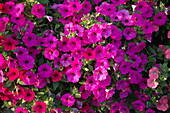 Petunia, pink