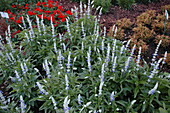 Salvia farinacea 'Reference'