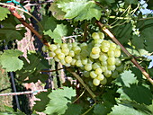 Vitis 'Lilla'