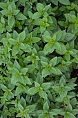 Mentha