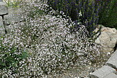 Gypsophila muralis, weiß