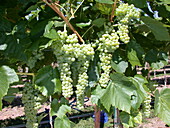 Vitis vinifera 'Birstaler Muskat'
