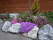 Dicentra spectabilis