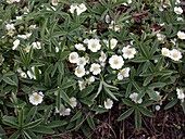 Potentilla alba