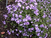 Phlox divaricata 'Virginia Lady'