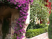 Bougainvillea