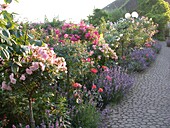 Rose garden