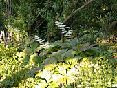 Rodgersia podophylla