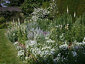 white flowering shrub bed