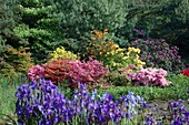 Gartengestaltung mit Rhododendron