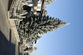 Conifer in winter
