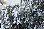 Rhododendron with hoar frost