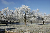 Tax orchard meadow in winter