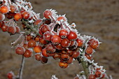 Malus 'Pomzai