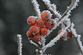 Malus 'Pomzai'