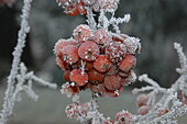 Ornamental apples with hoarfrost