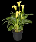 Zantedeschia aethiopica, yellow