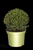 Ilex crenata 'Dark Green'®, Kugel