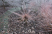 Wood with hoarfrost