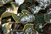 Ivy with snow