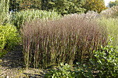 Panicum virgatum 'Sacred Grove