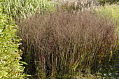 Panicum virgatum 'Heiliger Hain'