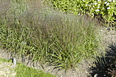 Eragrostis trichodes Bend