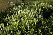 Salvia nemorosa 'Schneehügel'