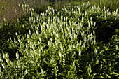 Salvia nemorosa 'Snowhill'